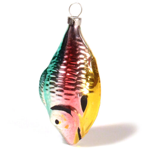 Fish colorful