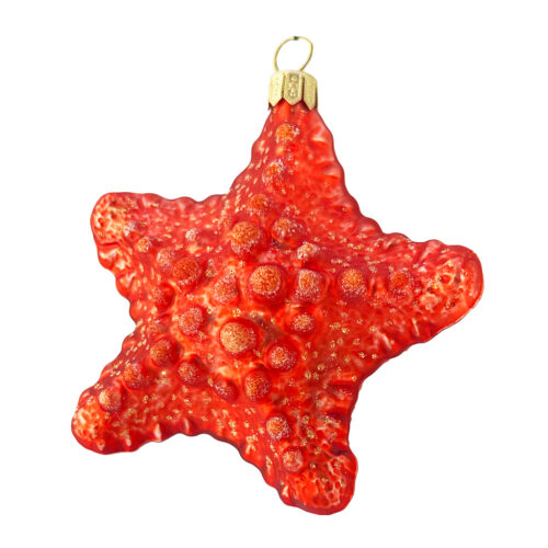 Starfish orange